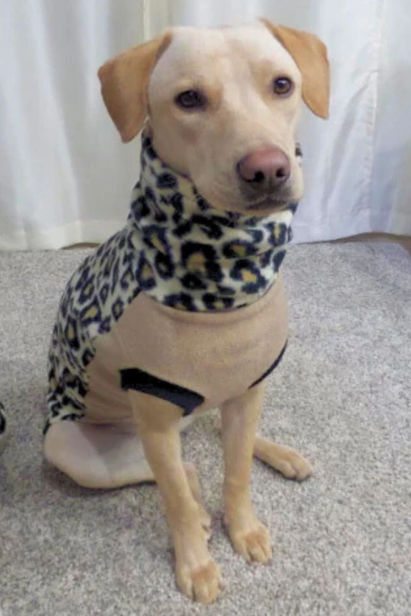 35% OFF SALE - The Leopard Dog Sweater - XXL