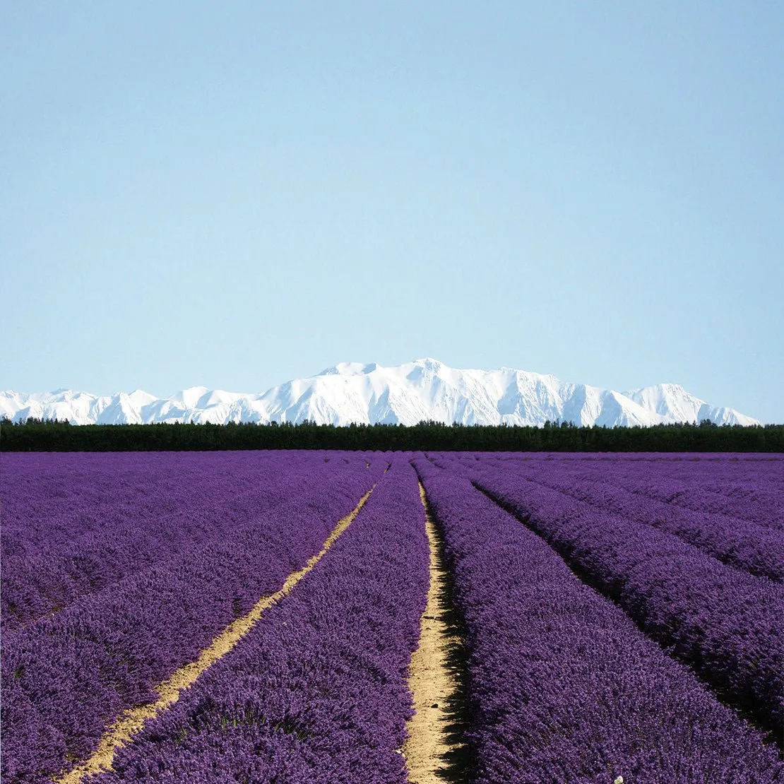 Lavender (New Zealand) Essential Oil (Lavandula Angustifolia