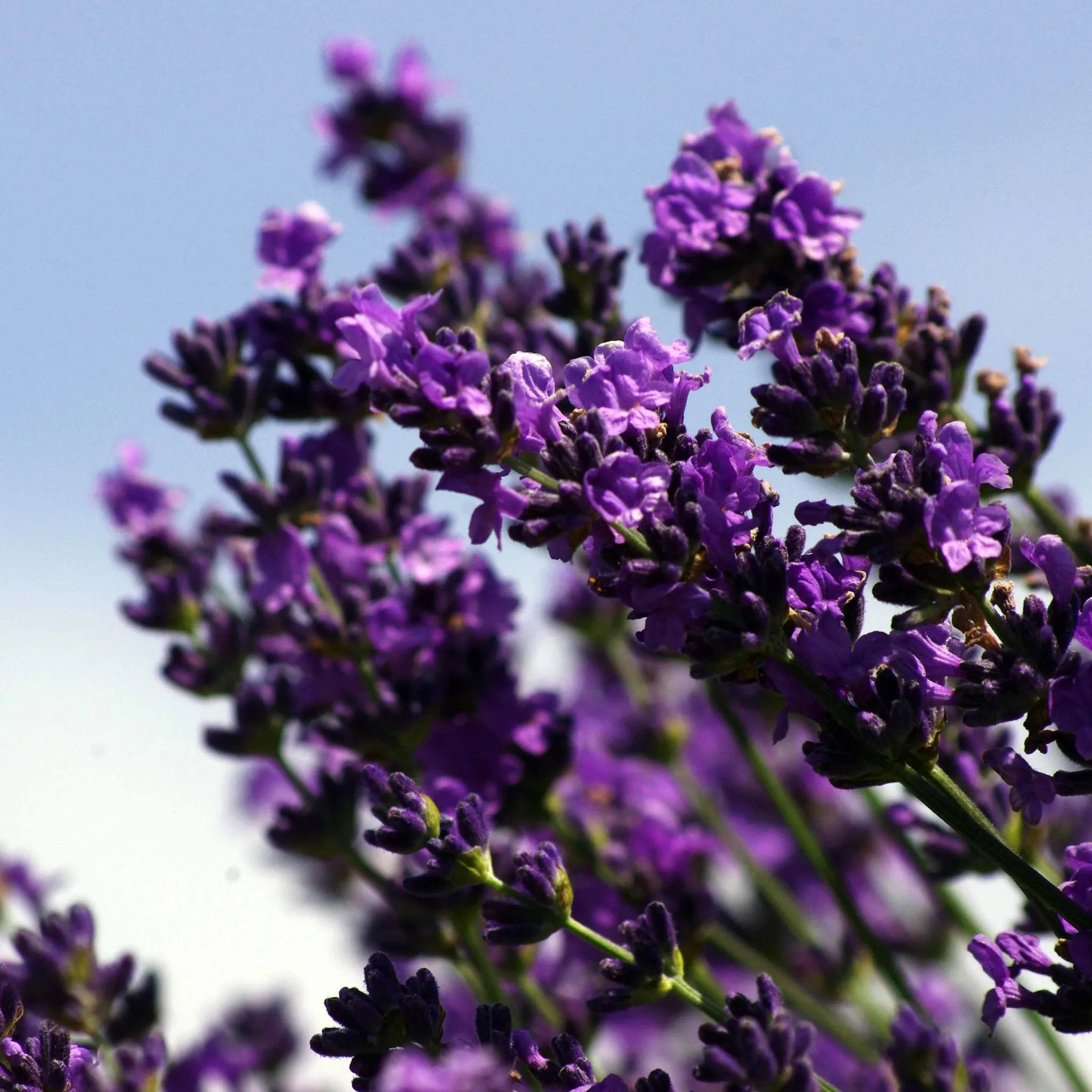 Lavender (New Zealand) Essential Oil (Lavandula Angustifolia