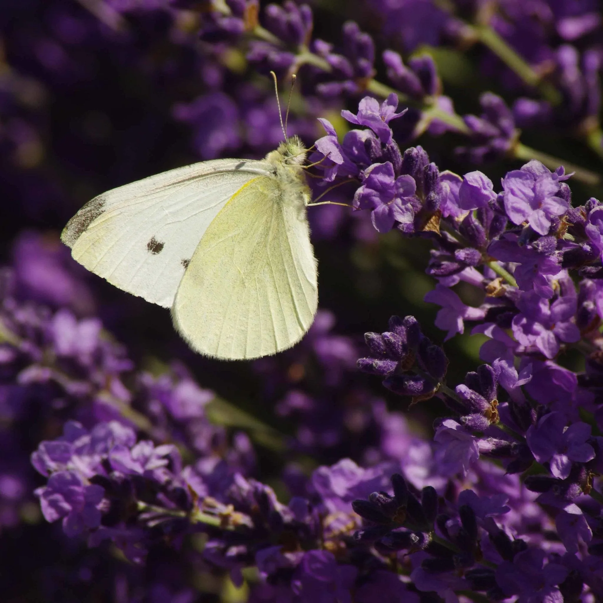 Lavender (New Zealand) Essential Oil (Lavandula Angustifolia